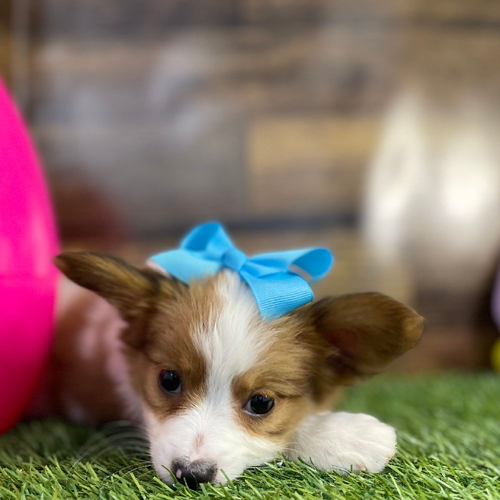 Female Papillon Puppy for Sale in Braintree, MA