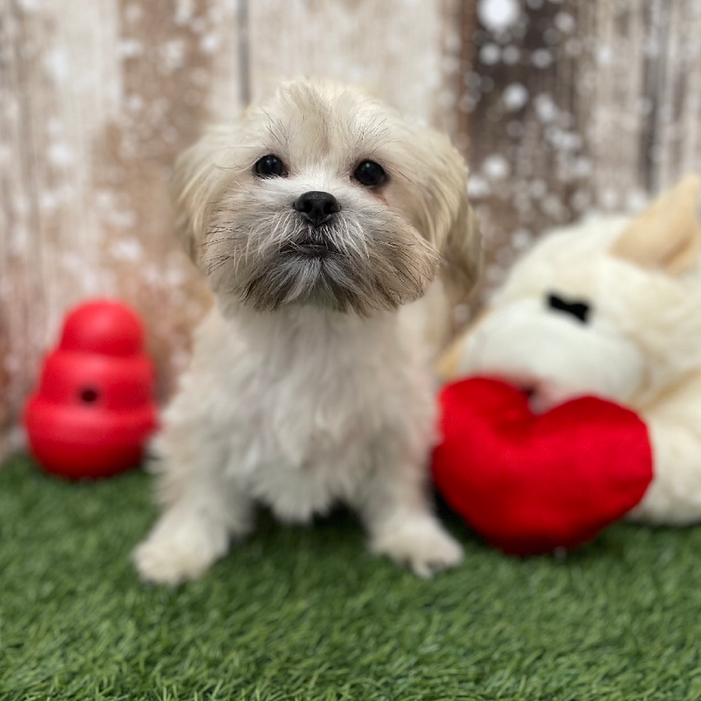 Male Malshi Puppy for Sale in Braintree, MA