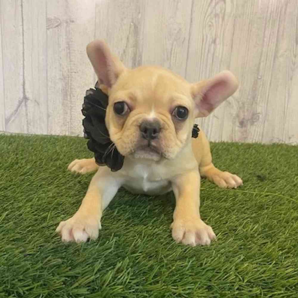 Female French Bulldog Puppy for Sale in Saugus, MA
