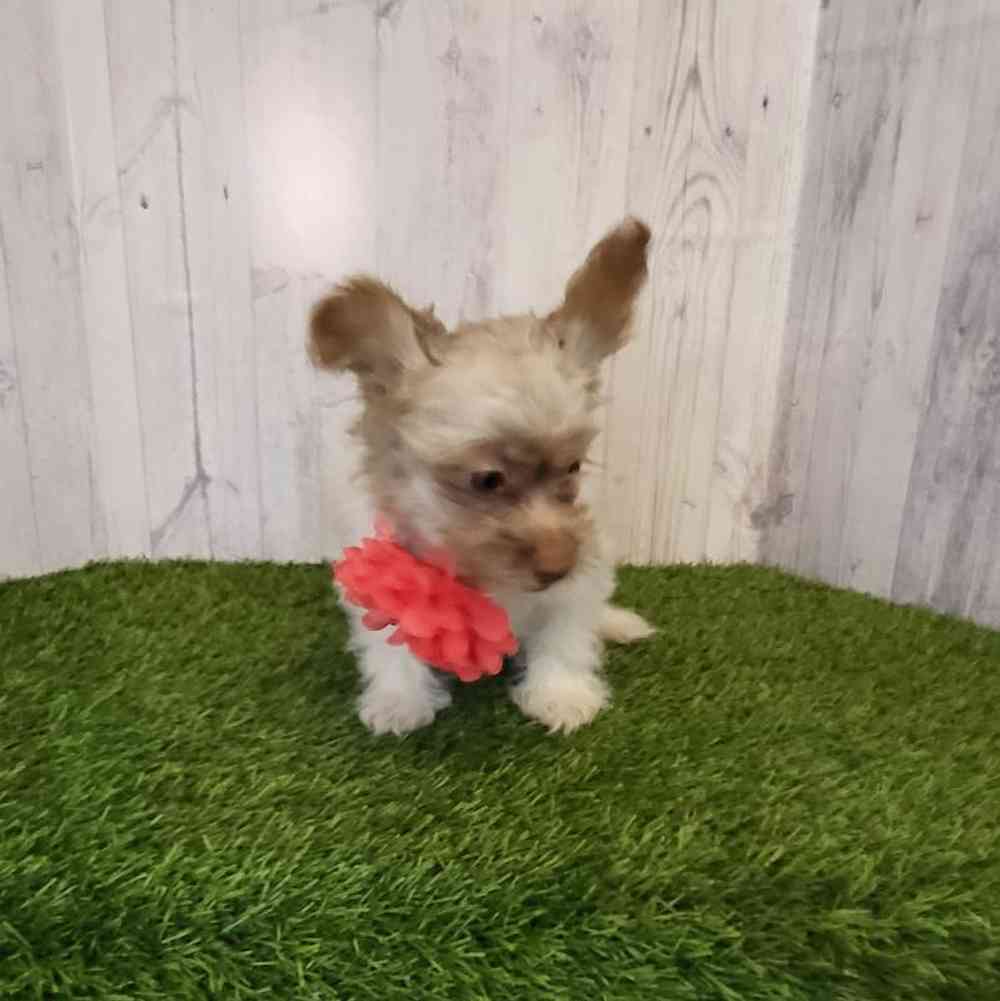Female Hava-Pom Puppy for sale