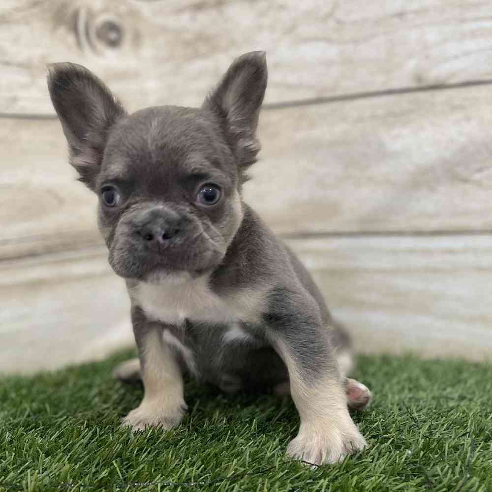 Male French Bulldog Puppy for Sale in Braintree, MA
