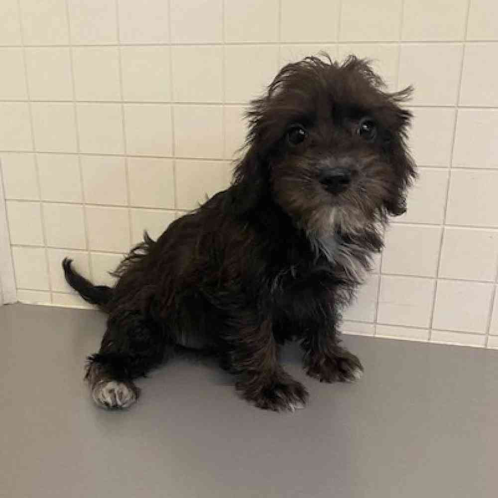 Female Schnoodle Puppy for sale