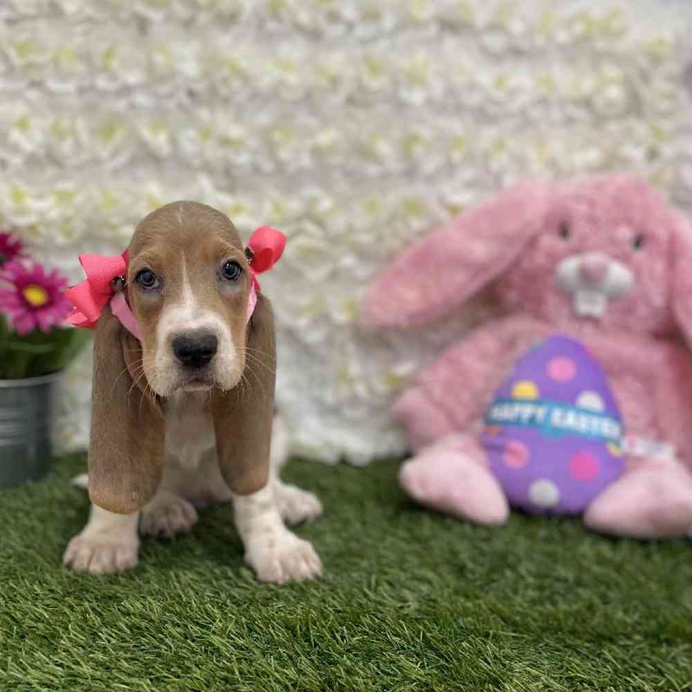 Female Basset Hound Puppy for Sale in Braintree, MA