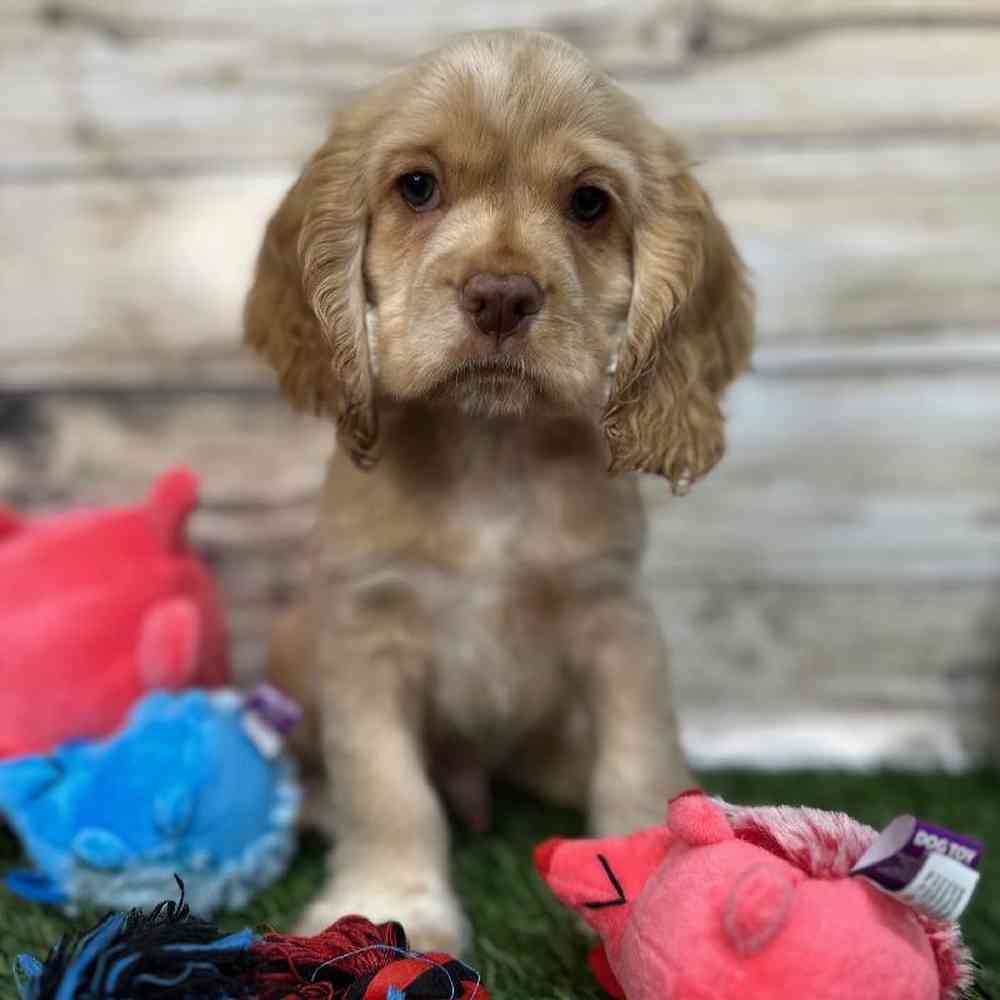 Male Cocker Spaniel Puppy for Sale in Saugus, MA