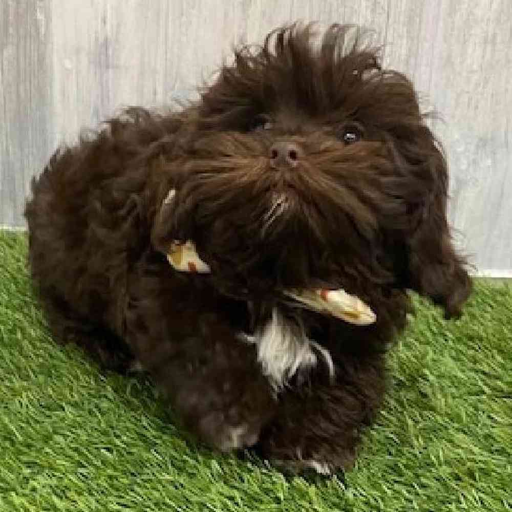 Male Shih-Poo Puppy for Sale in Braintree, MA