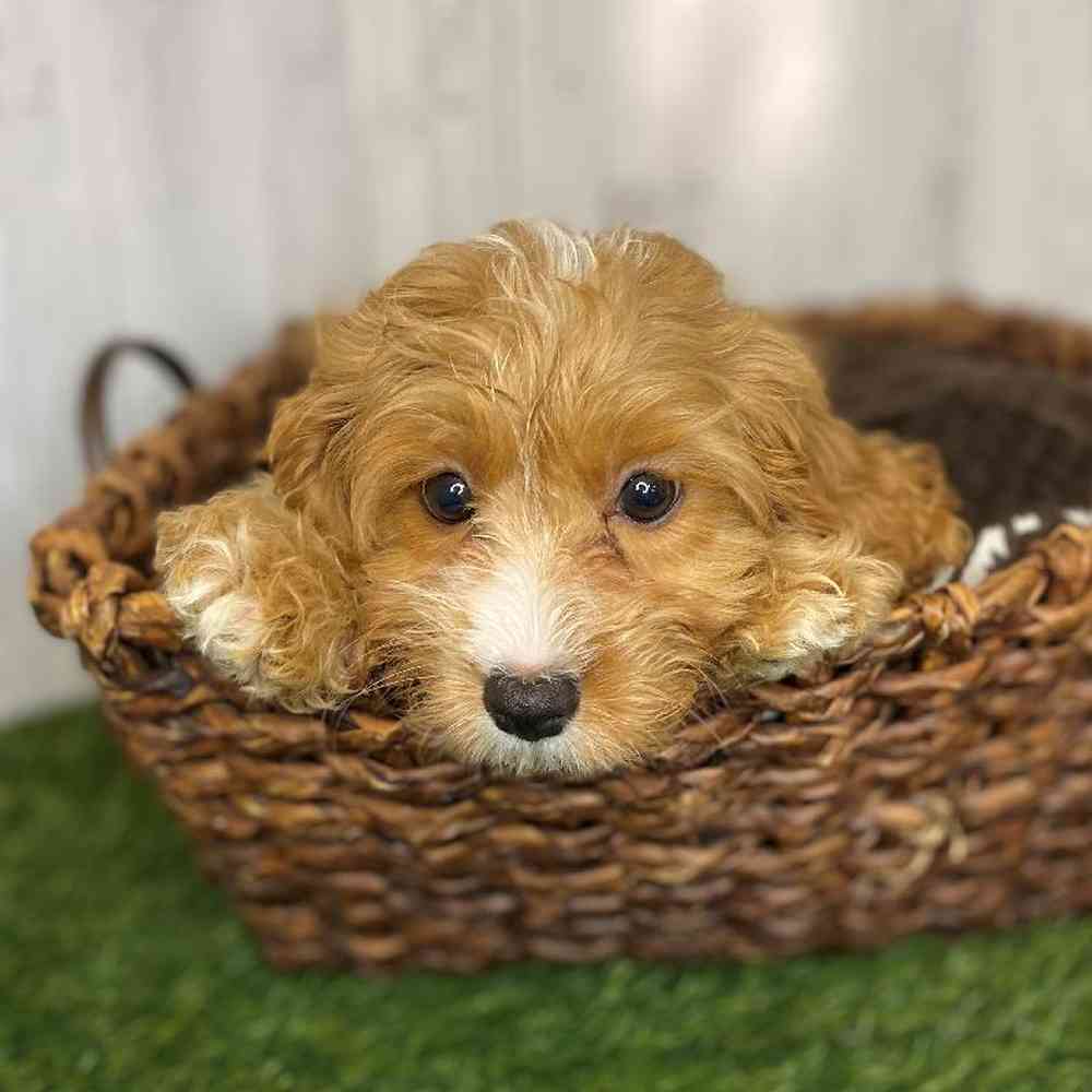 Male Cavapoo Puppy for Sale in Saugus, MA