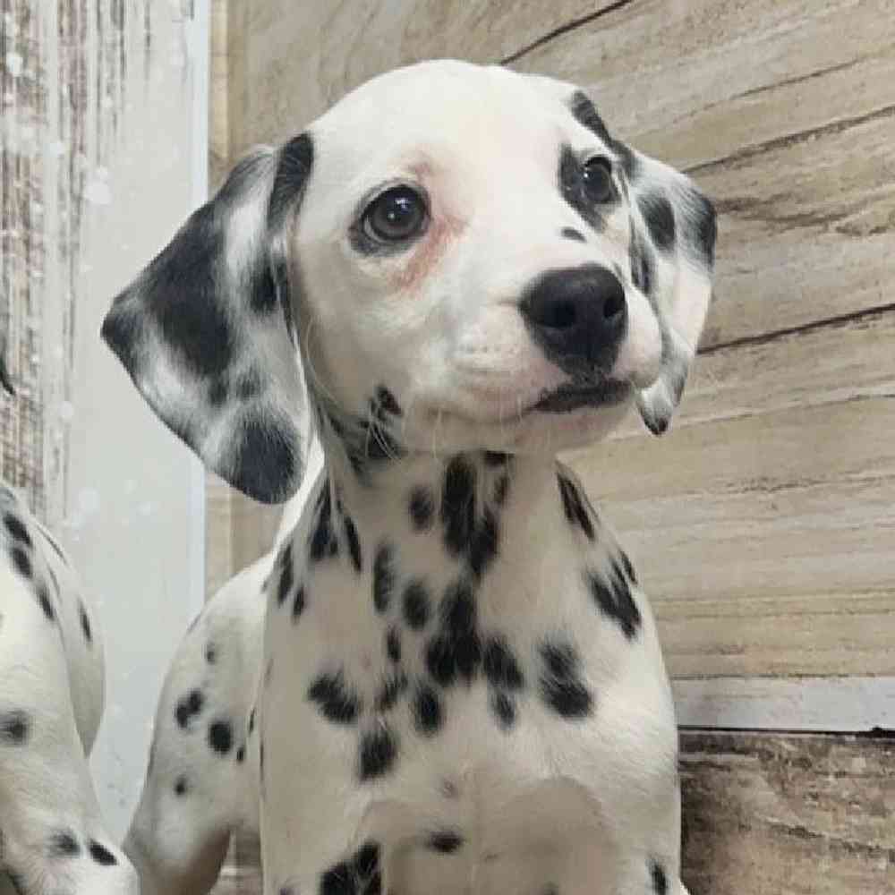 Female Dalmatian Puppy for Sale in Saugus, MA