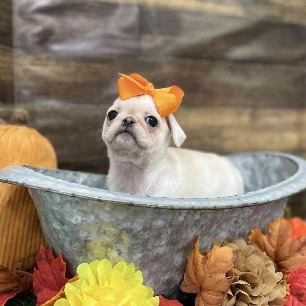 Female Pug Puppy for Sale in Braintree, MA