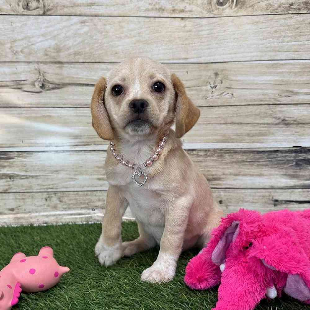 Female Puggle Puppy for Sale in Saugus, MA