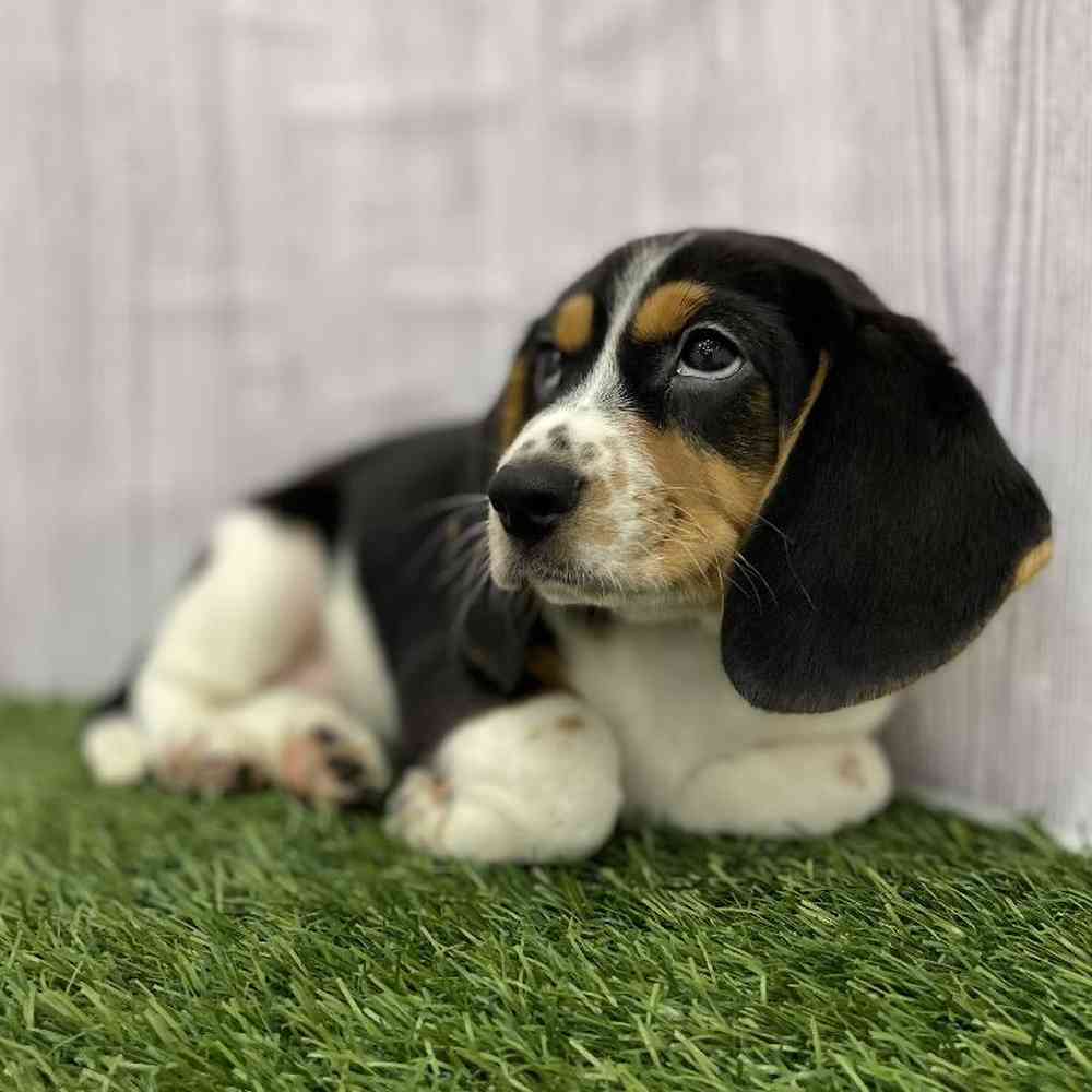 Female Beagle Puppy for Sale in Braintree, MA