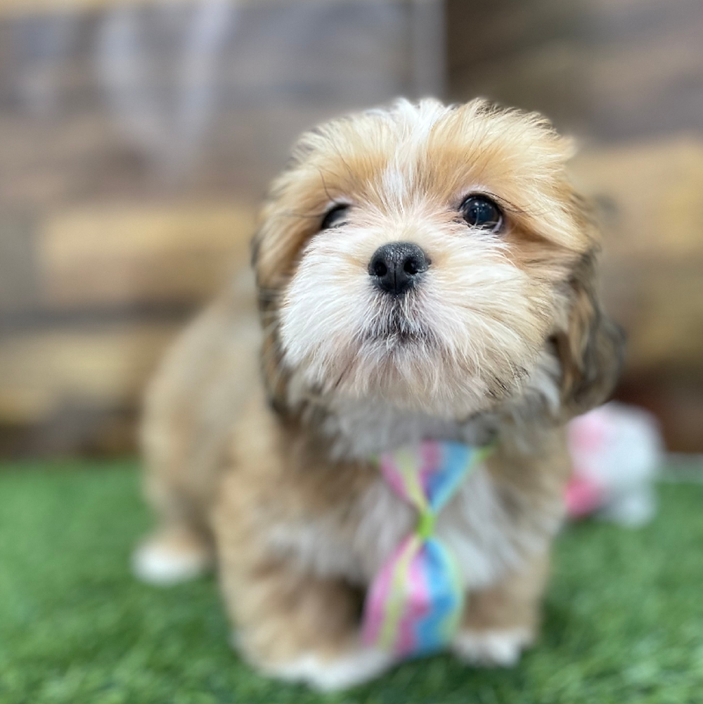 Male Lhasa Apso Puppy for Sale in Braintree, MA