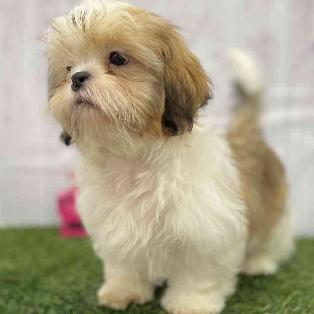 Male Shih Tzu Puppy for Sale in Braintree, MA