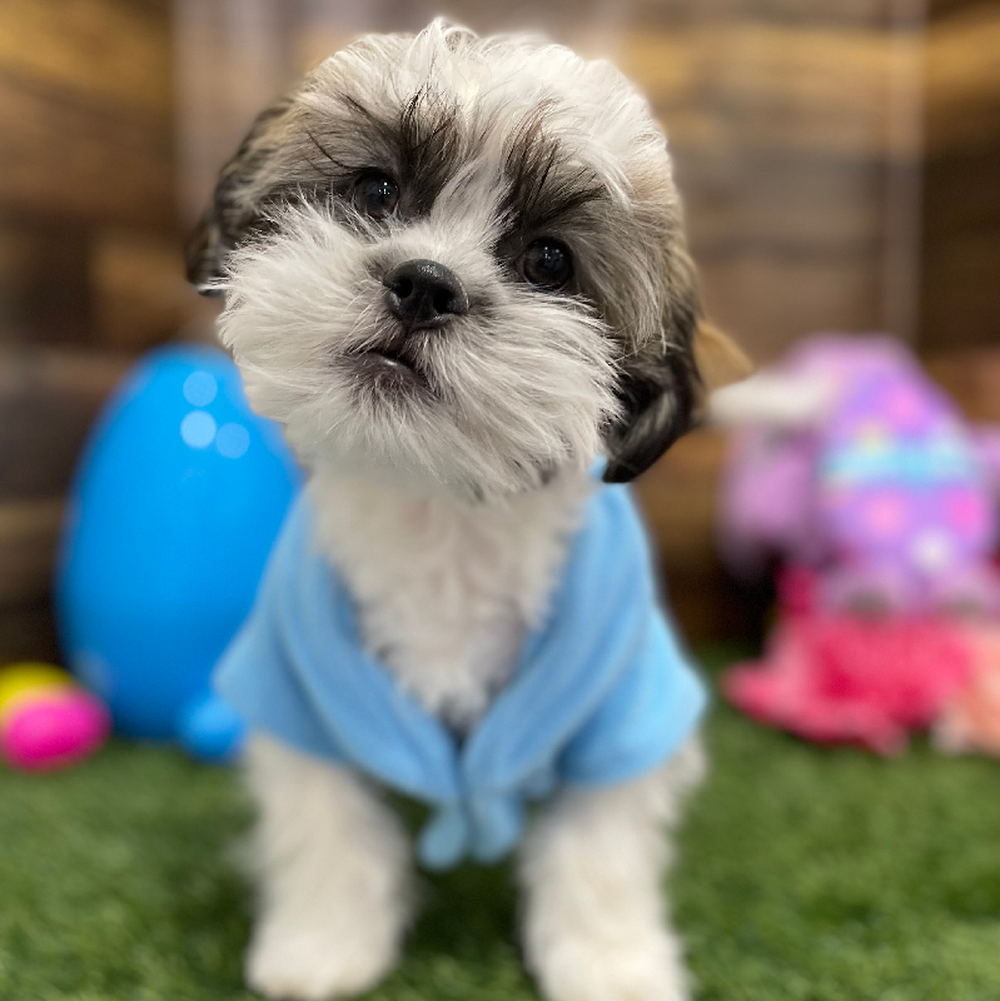 Male Teddy Bear (Zuchon) 2nd Gen Puppy for Sale in Braintree, MA