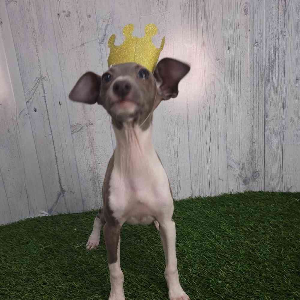 Female Italian Greyhound Puppy for sale