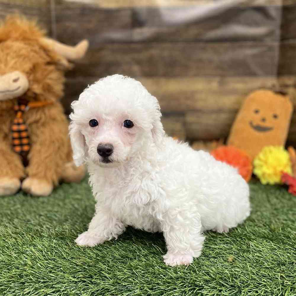 Male Poodle Toy Puppy for Sale in Braintree, MA
