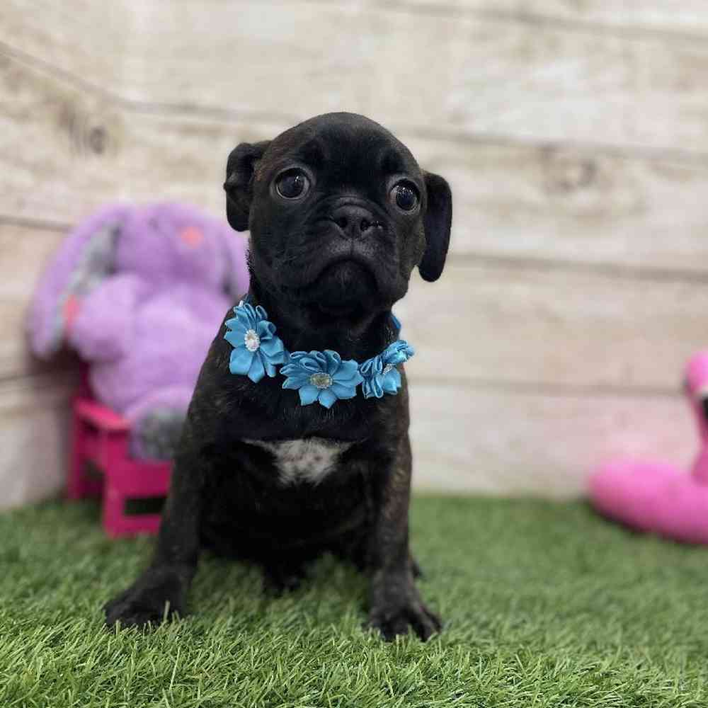 Female Bugg Puppy for Sale in Braintree, MA