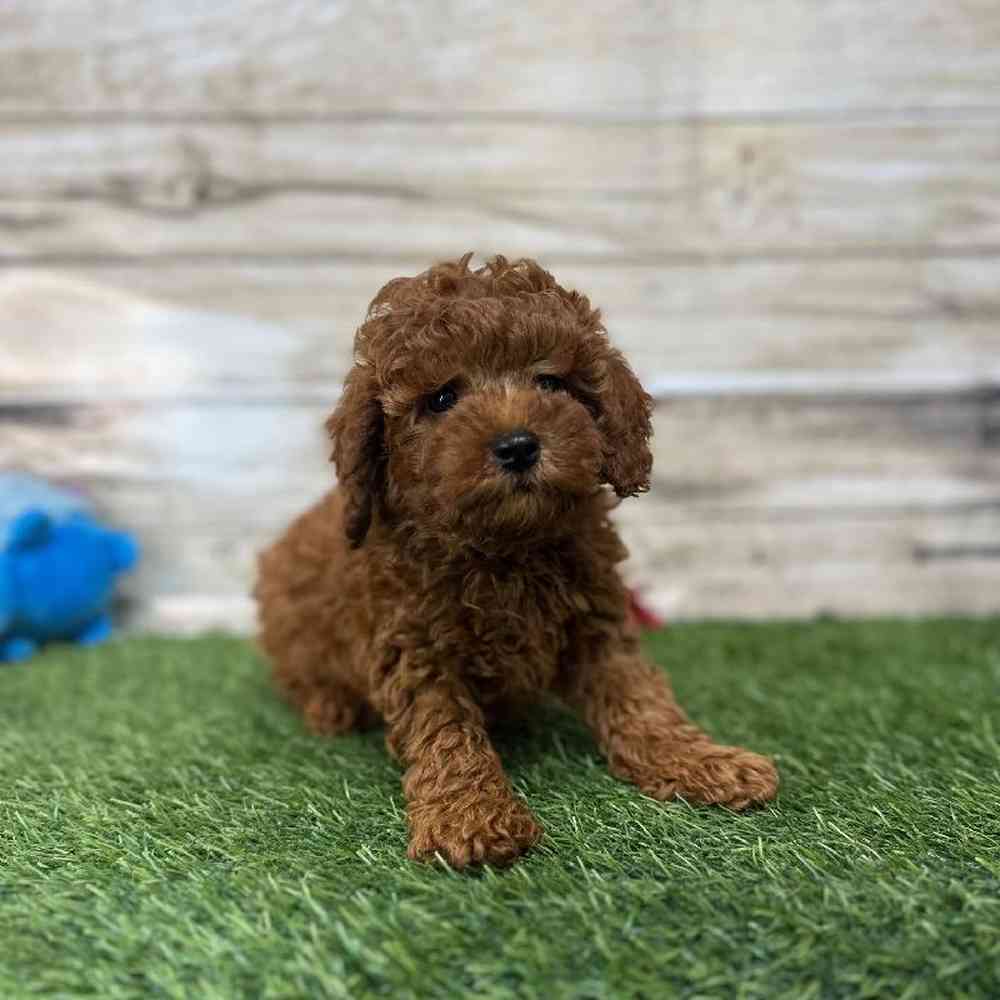 Male Mini Labradoodle 2nd Gen Puppy for Sale in Saugus, MA