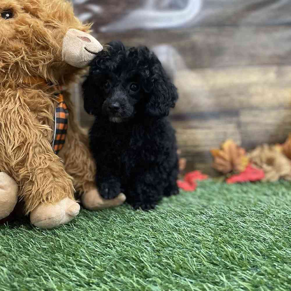 Female Poodle Toy Puppy for Sale in Braintree, MA