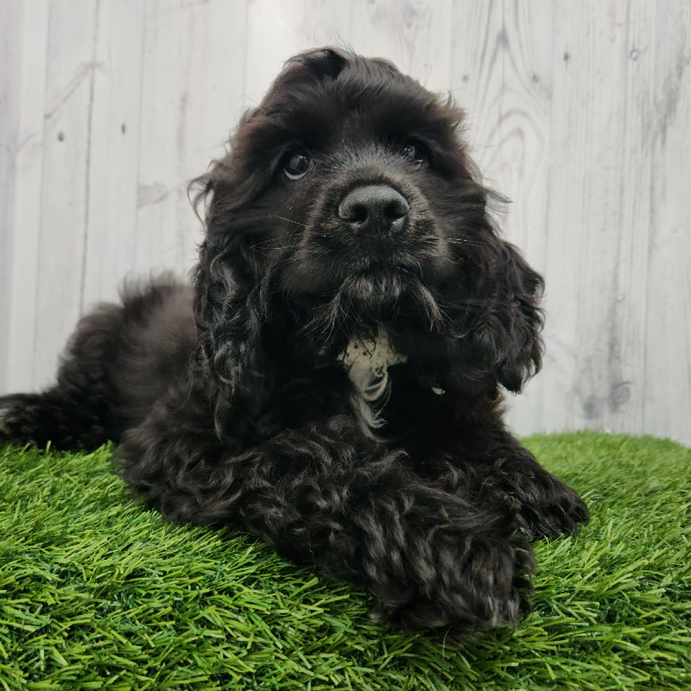 Female Cocker Spaniel Puppy for Sale in Braintree, MA