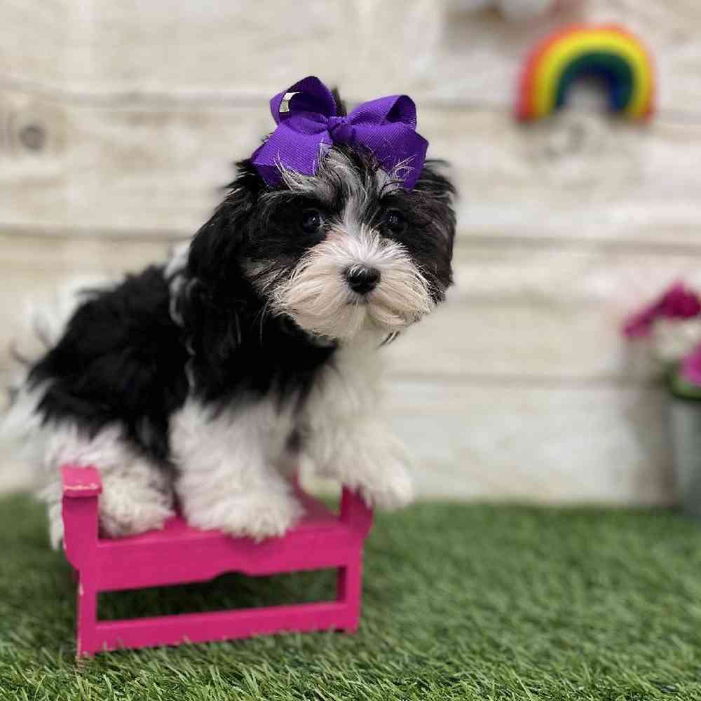 Female Havamalt Puppy for Sale in Braintree, MA