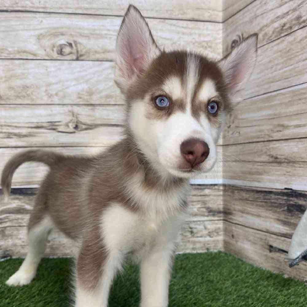 Male Siberian Husky Puppy for Sale in Saugus, MA