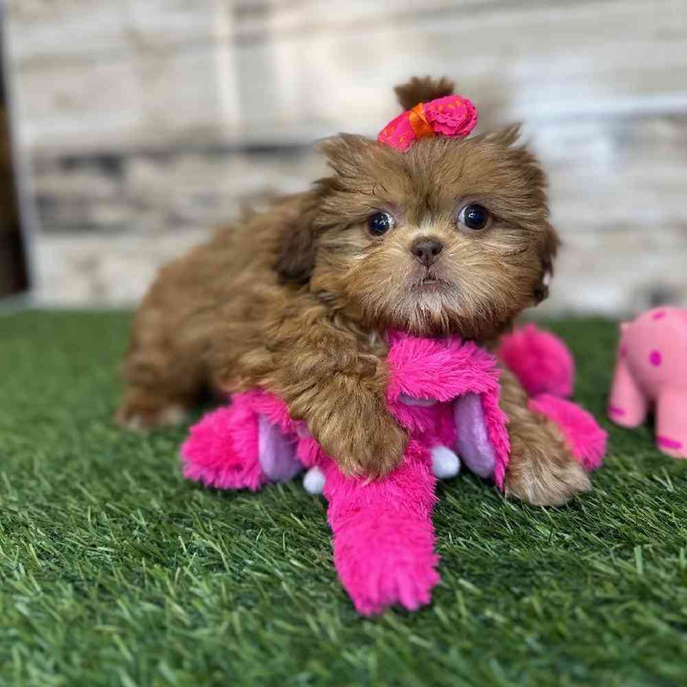 Female Shih Tzu Puppy for Sale in Saugus, MA