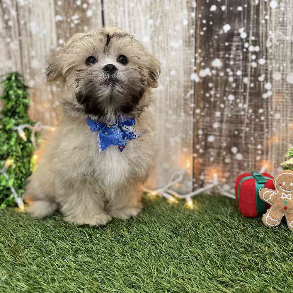 Male Malshi Puppy for Sale in Braintree, MA