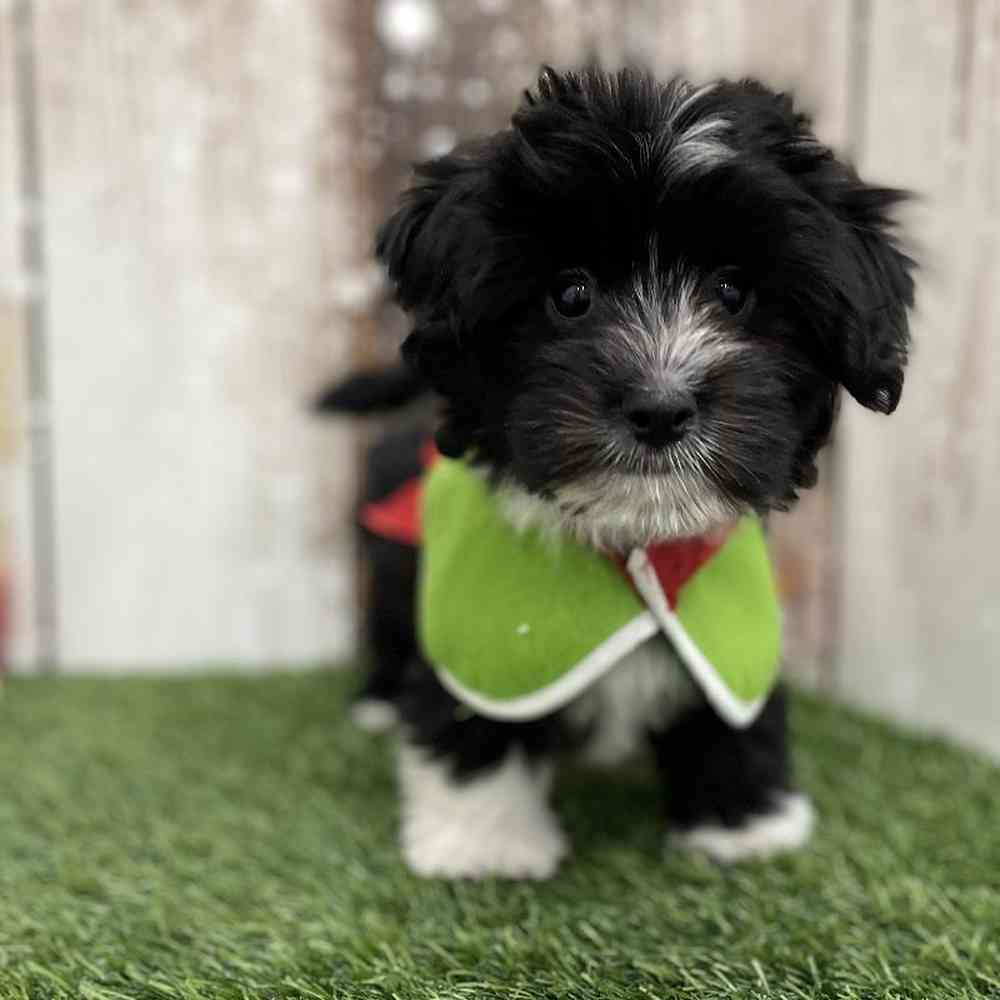 Male Havanese Puppy for Sale in Braintree, MA