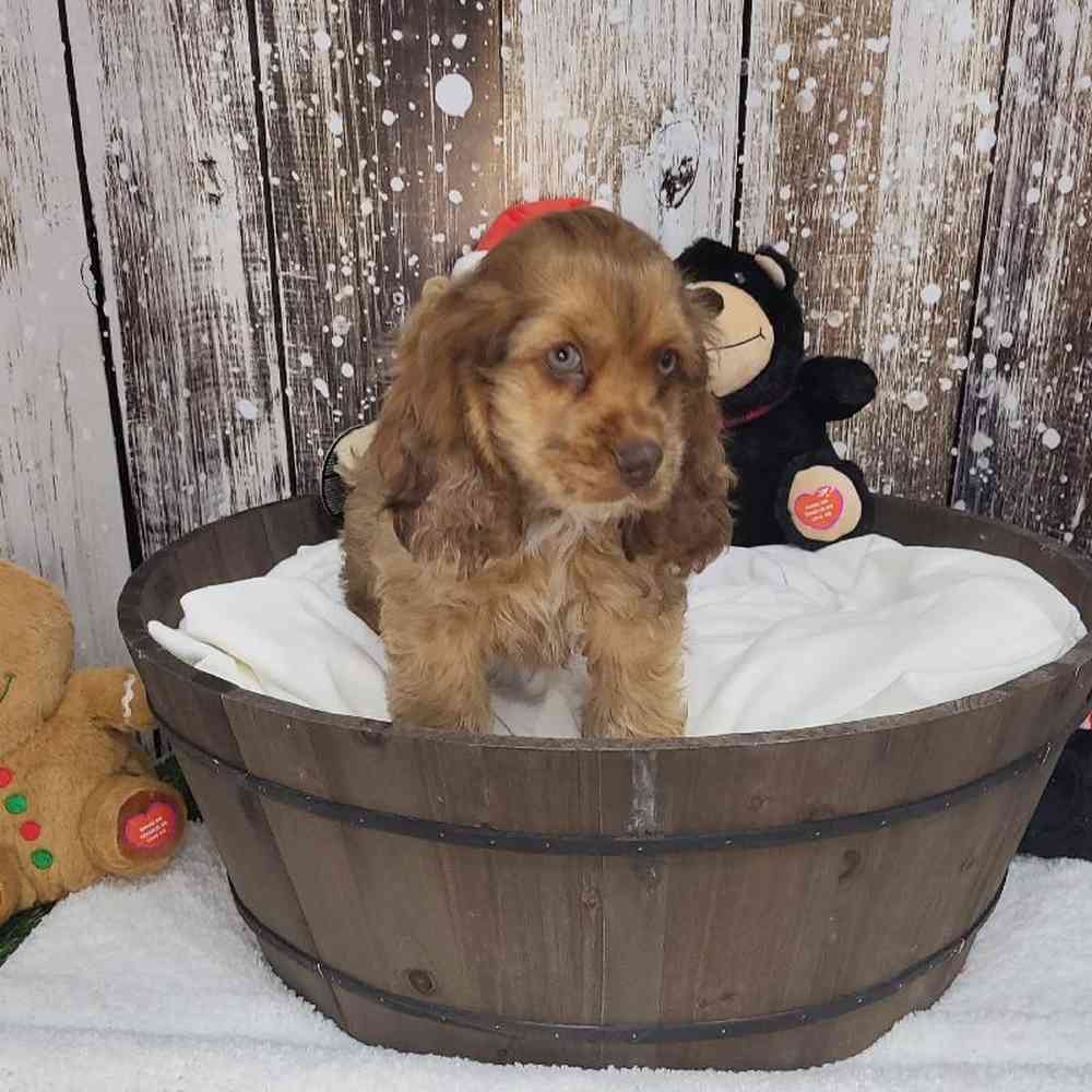 Male Cocker Spaniel Puppy for Sale in Saugus, MA