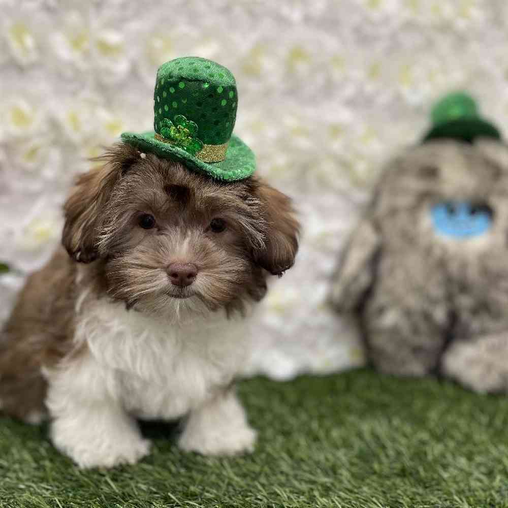 Female Havanese Puppy for Sale in Braintree, MA