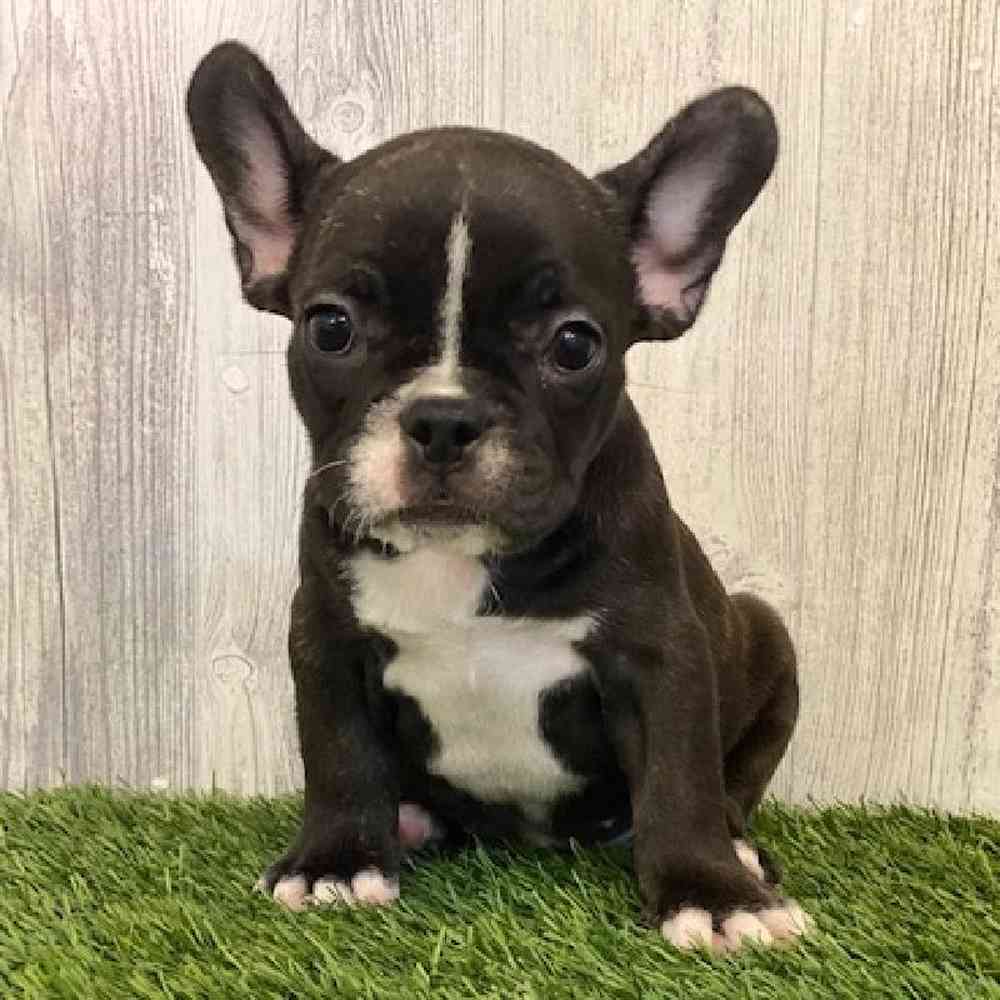 Female French Bulldog Puppy for sale