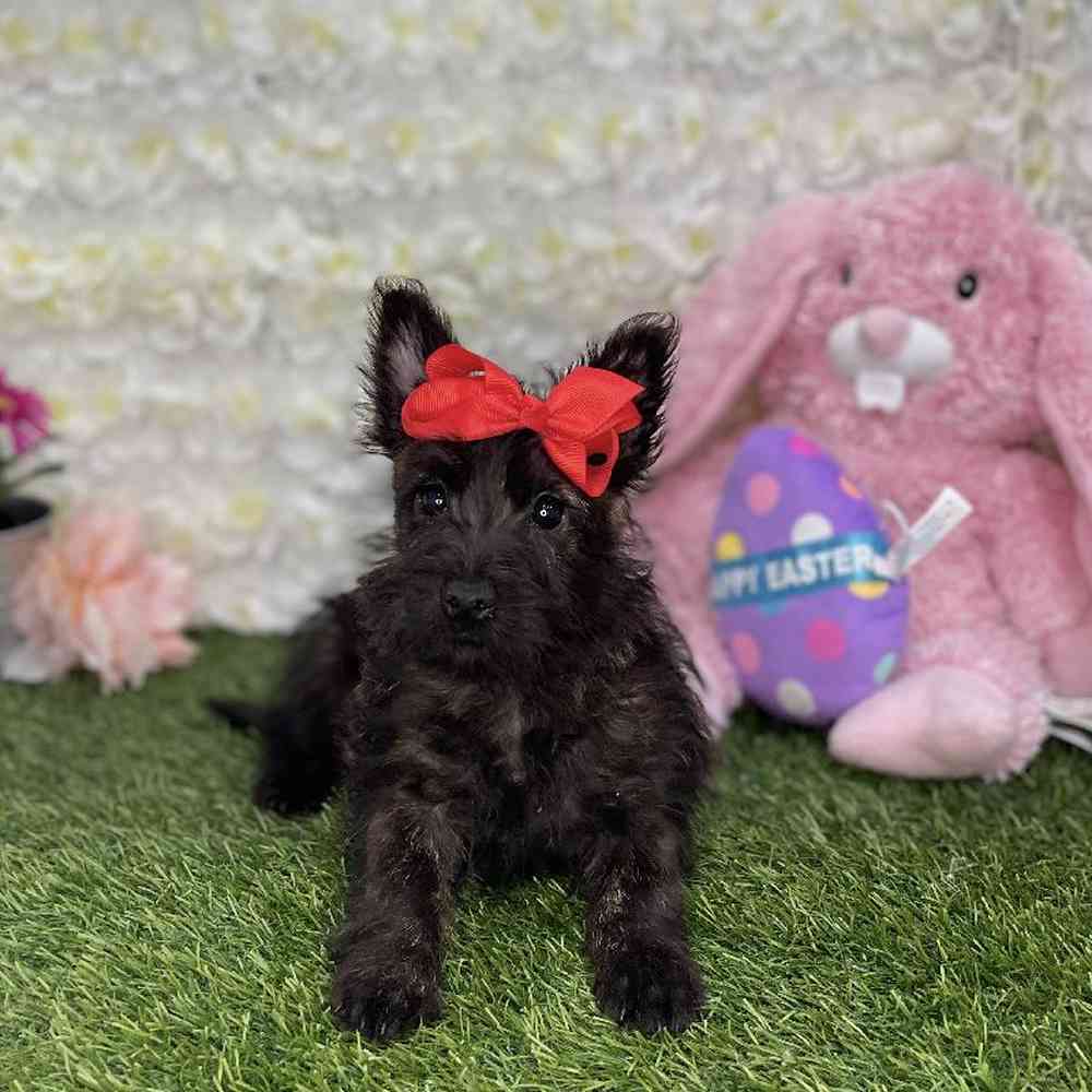 Female Cairn Terrier Puppy for Sale in Braintree, MA