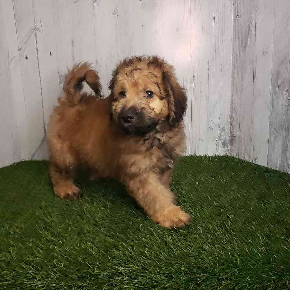 Male Mini Goldendoodle 2nd Gen Puppy for sale