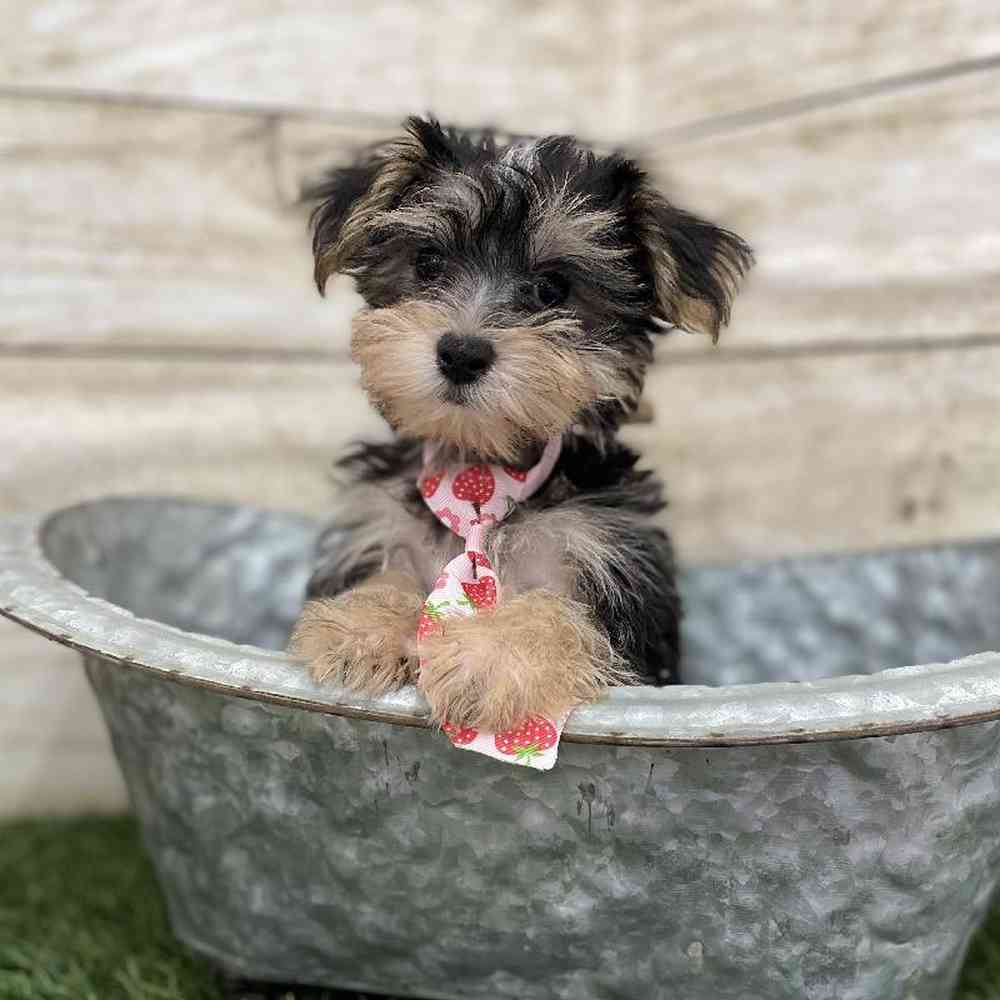 Male Morkie Puppy for Sale in Braintree, MA