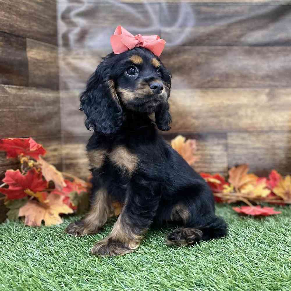 Female Cocker Spaniel Puppy for Sale in Braintree, MA