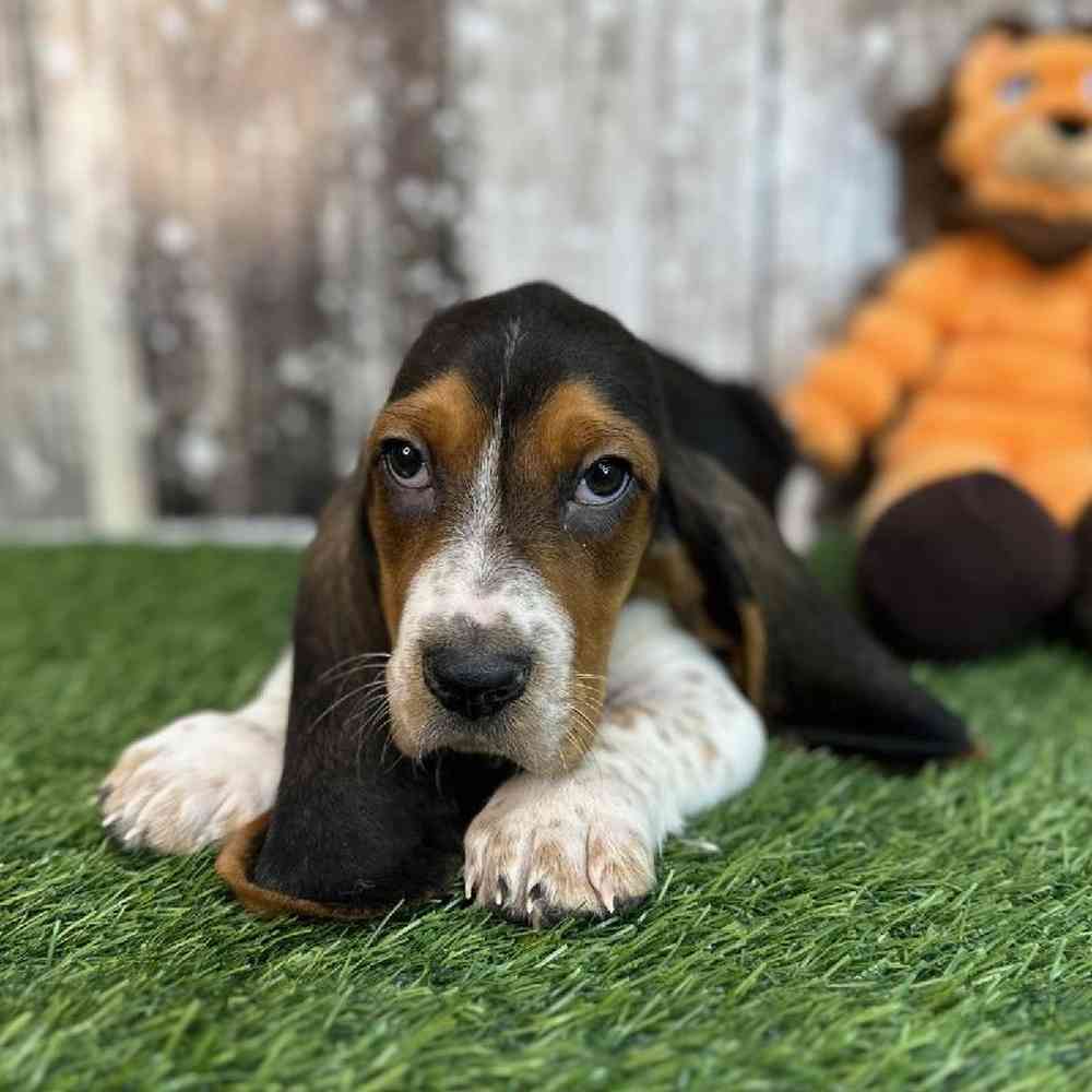 Male Basset Hound Puppy for Sale in Saugus, MA