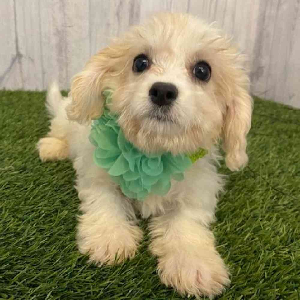 Female Cavachon Puppy for sale