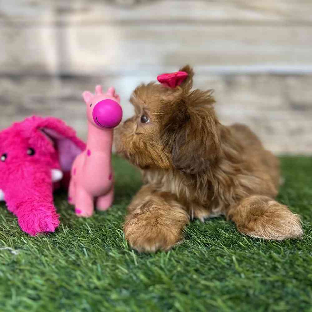 Female Shih Tzu Puppy for Sale in Saugus, MA