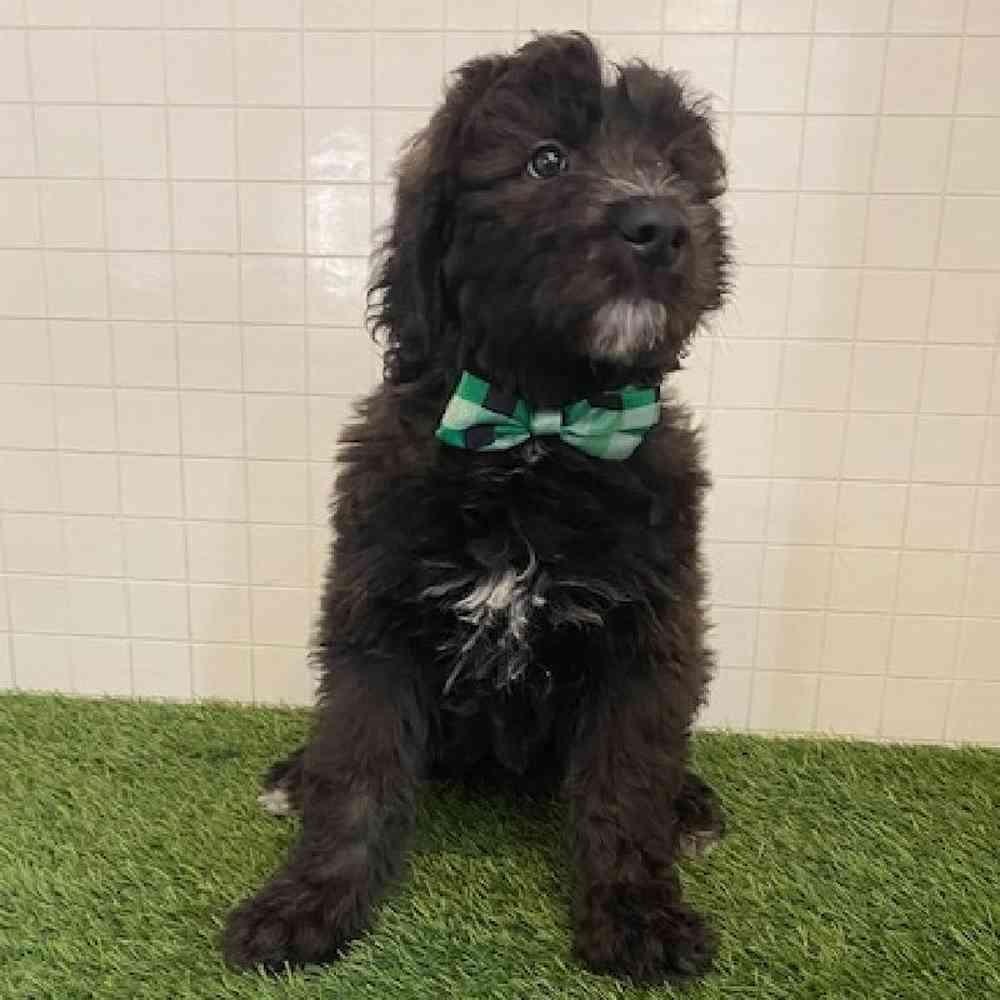 Male Aussiedoodle Puppy for sale