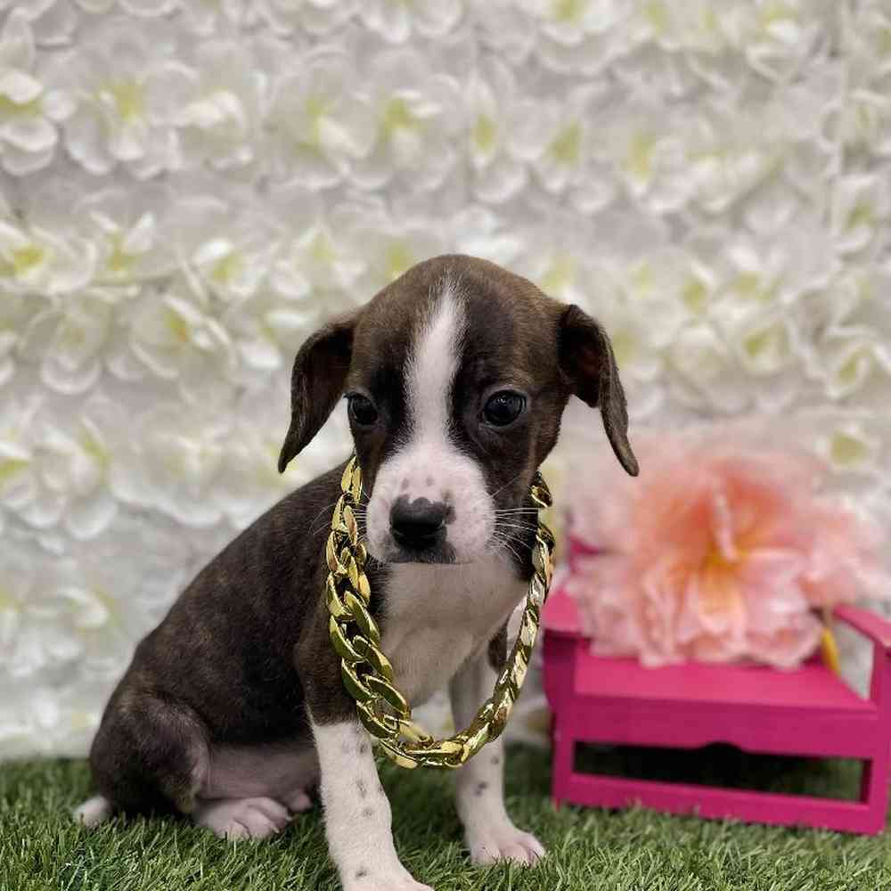 Male Boglen Terrier Puppy for Sale in Braintree, MA