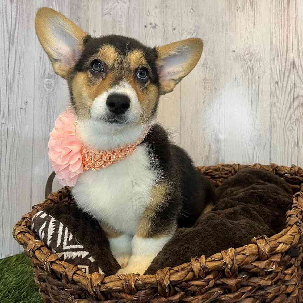 Female Pembroke Welsh Corgi Puppy for Sale in Saugus, MA