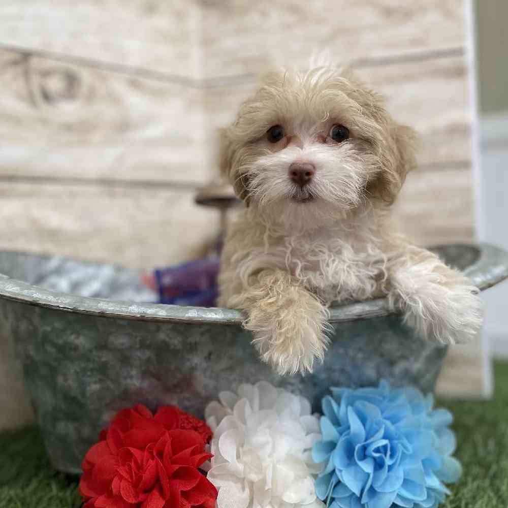 Female Cockapoo 2nd Gen Puppy for Sale in Braintree, MA