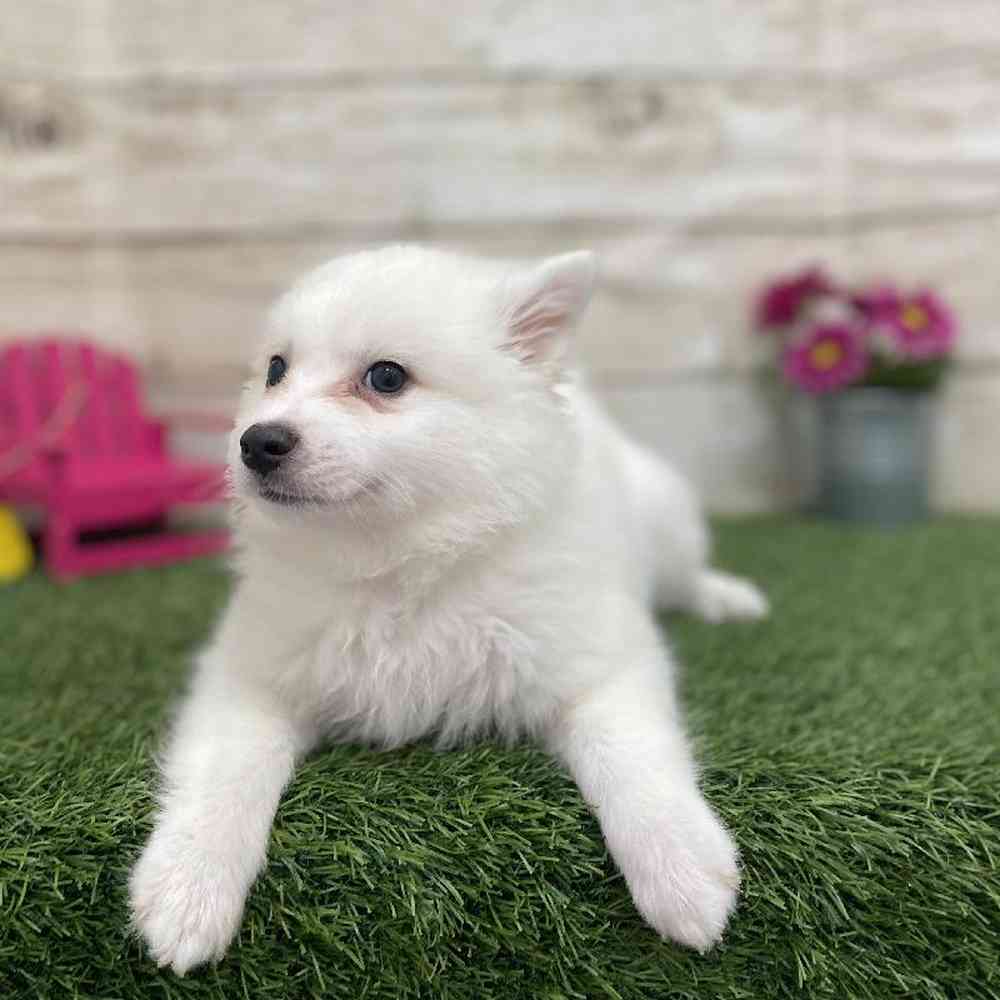 Female American Eskimo Puppy for Sale in Braintree, MA