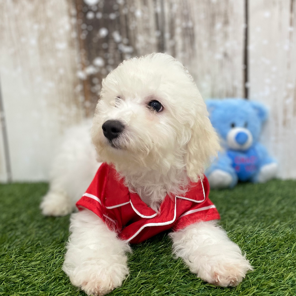 Male Bichon Frise Puppy for Sale in Braintree, MA