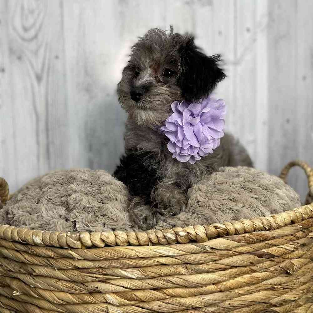 Female Schnoodle Puppy for sale