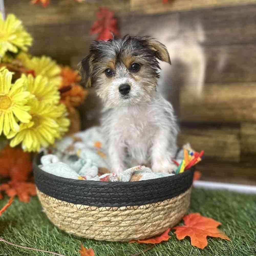 Male Biewer Yorkshire Terrier Puppy for Sale in Saugus, MA