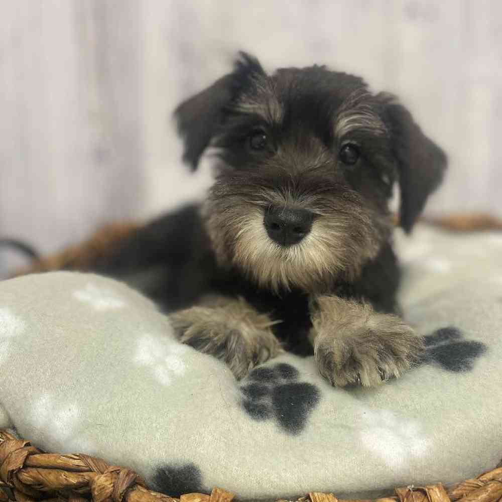 Male Miniature Schnauzer Puppy for Sale in Saugus, MA