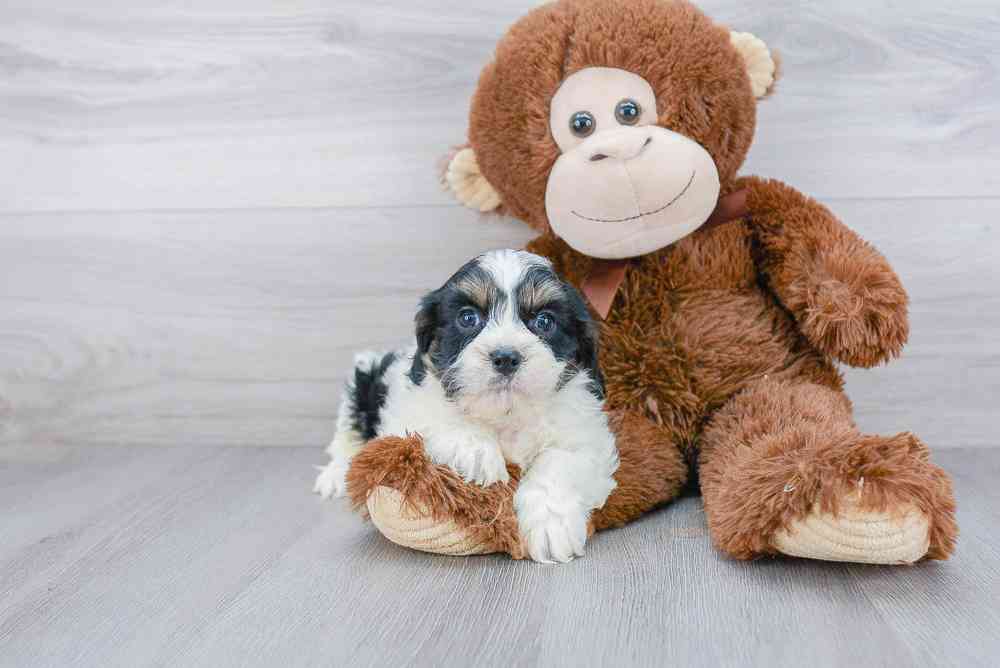 cavachon-sheldon-2600773486137571.jpg