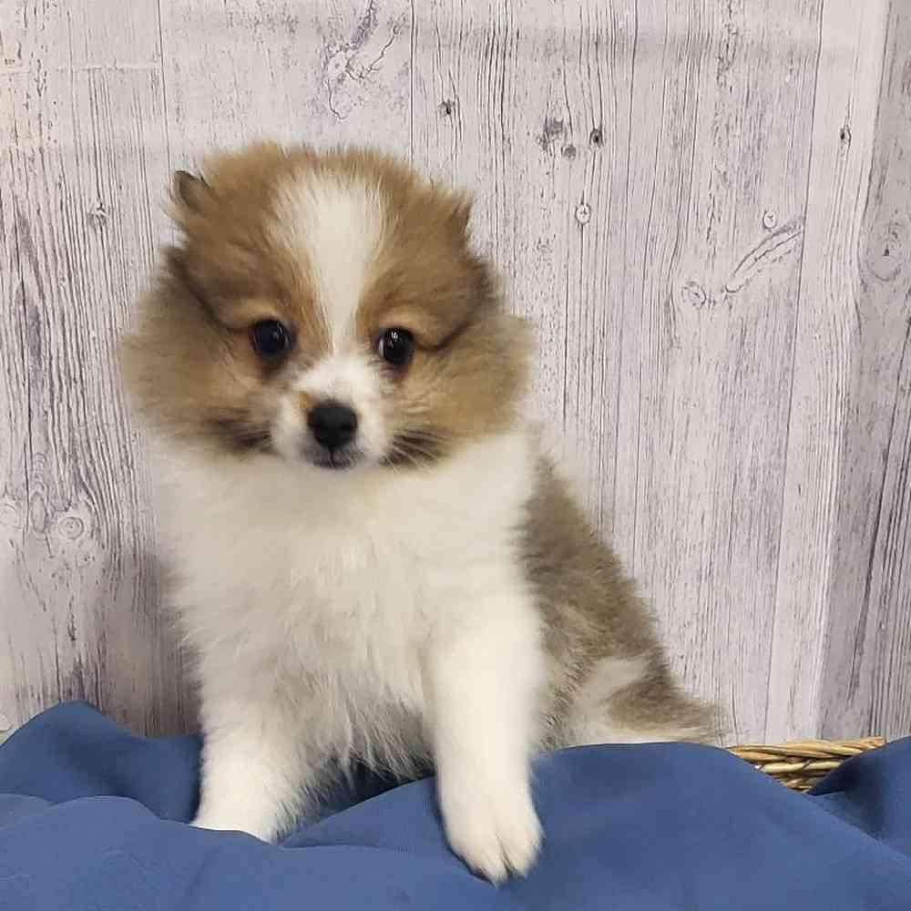 Male Pomeranian Puppy for Sale in Saugus, MA