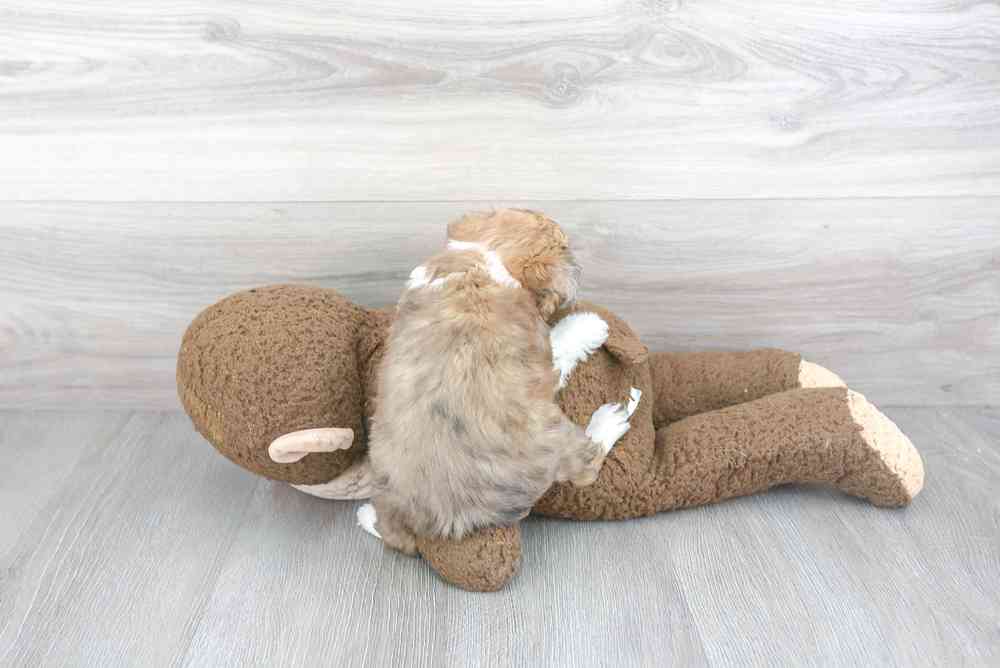 mini-aussiedoodle-cuddles-3385219203345695.jpg